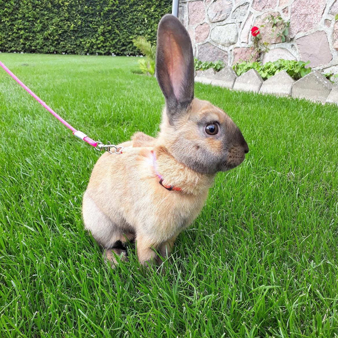 Kanin Moslunds Zafira billede 11