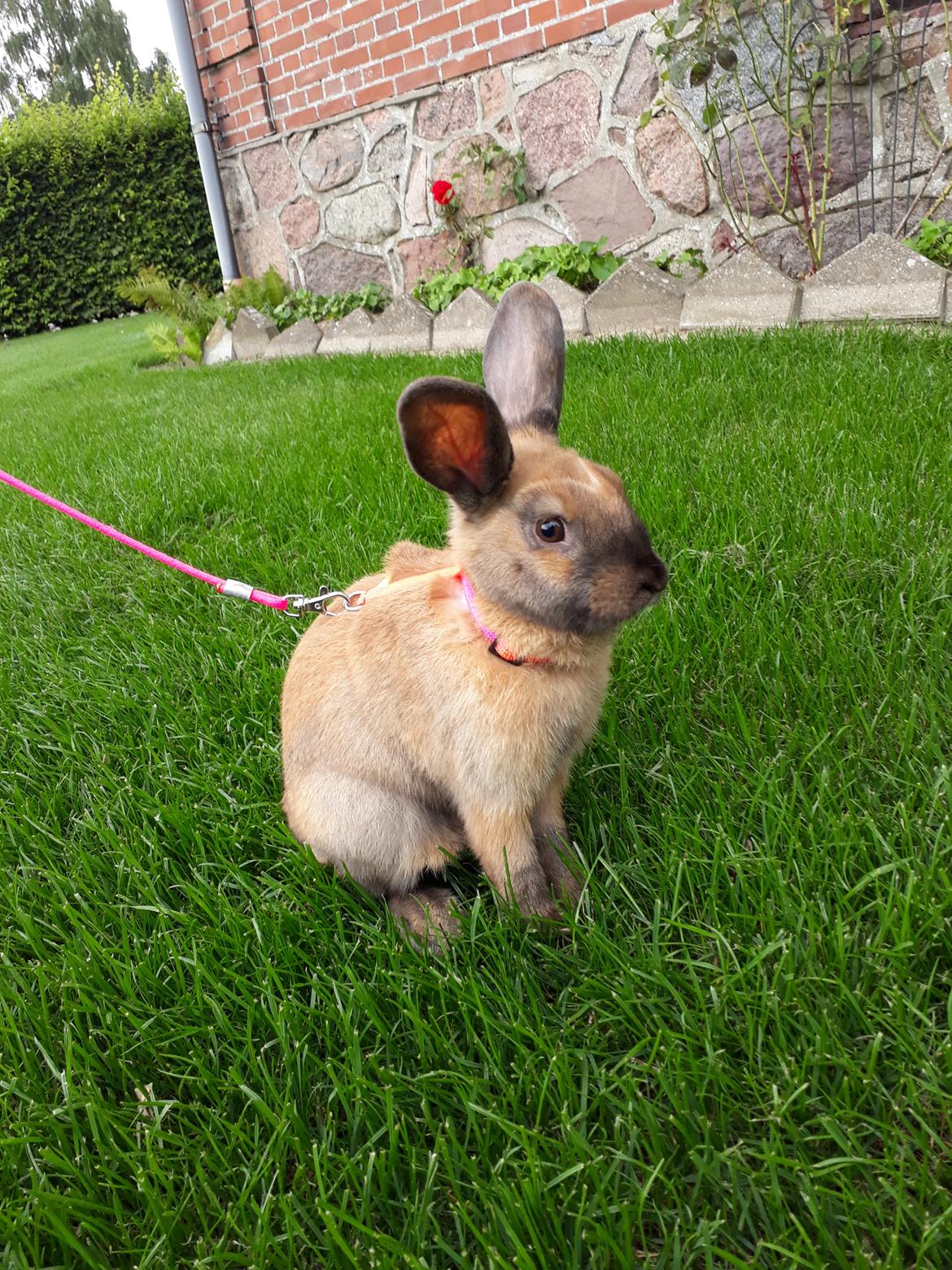 Kanin Moslunds Zafira billede 1