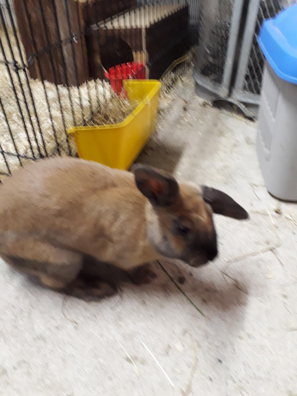 Kanin Moslunds Zafira billede 12