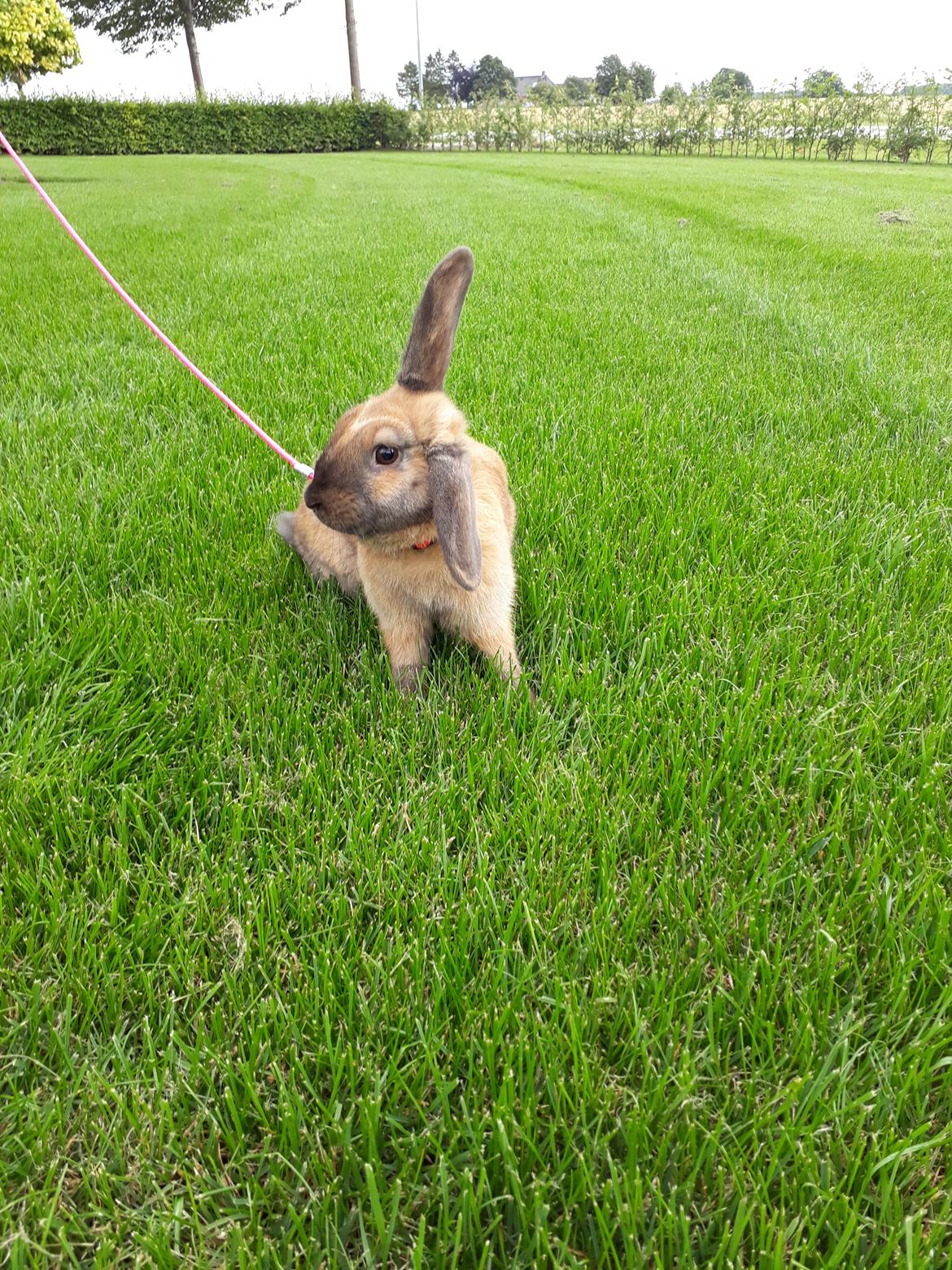 Kanin Moslunds Zafira billede 13