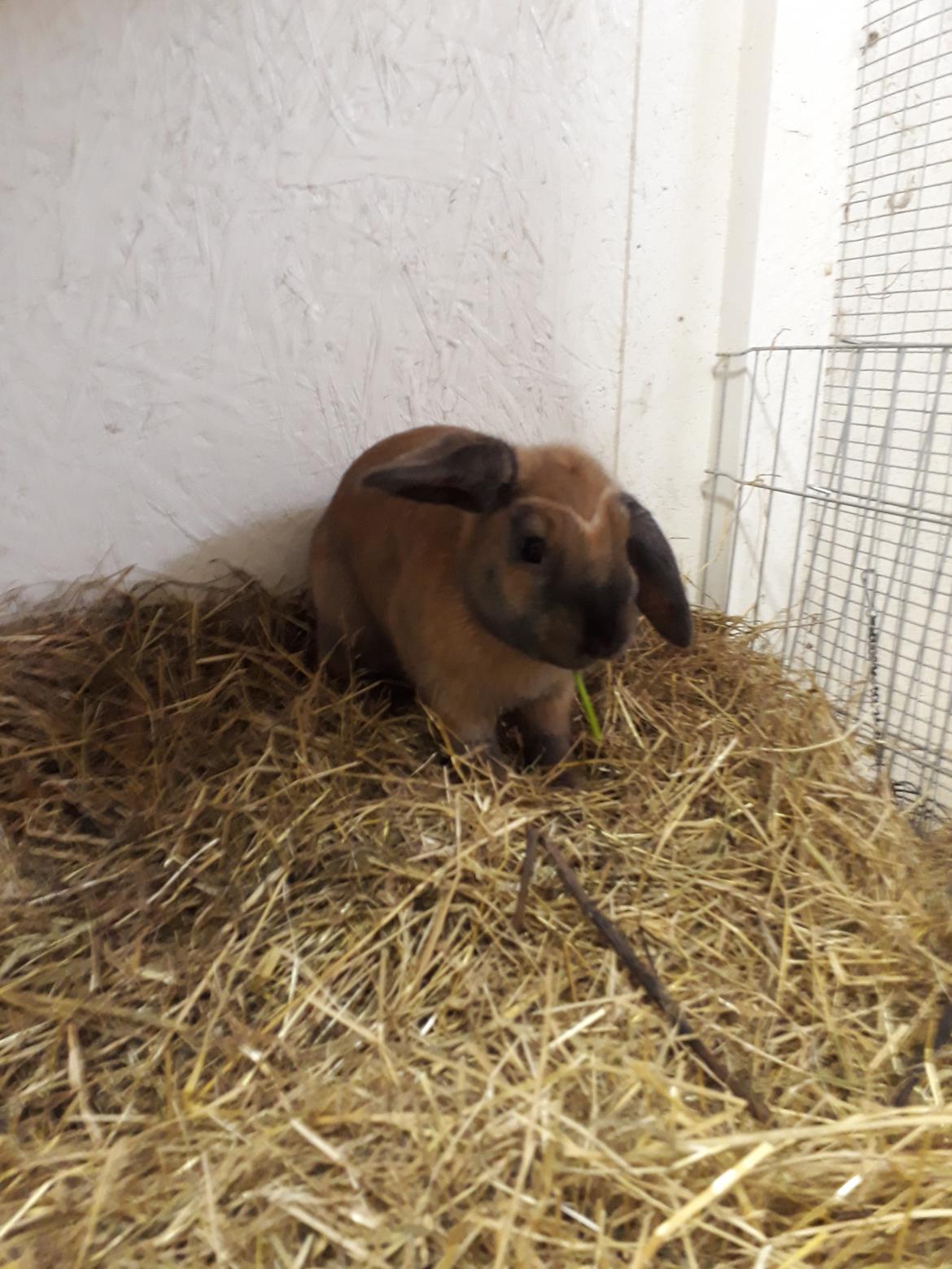 Kanin Moslunds Zafira billede 14