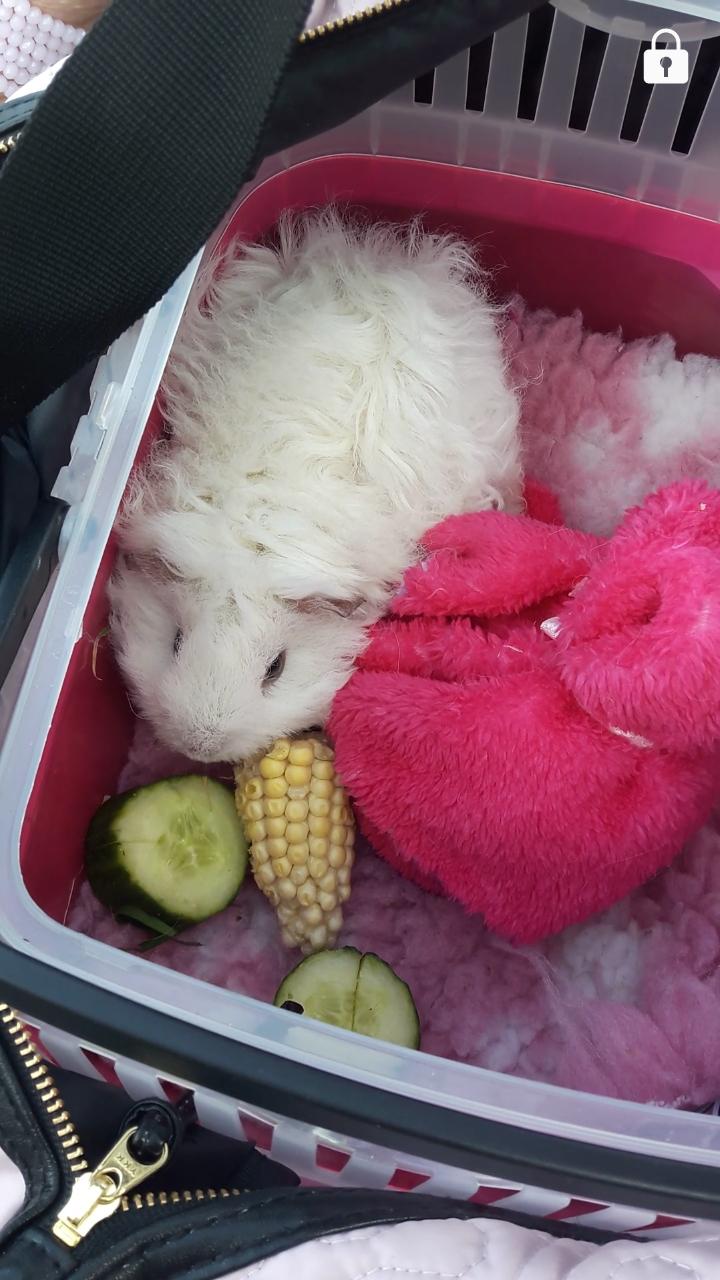 Marsvin Zniffie  - 24/7-2017 Lille Zniffie i transportkassen. Hun ser stor ud, men det var en meget lille transportkasse. billede 15