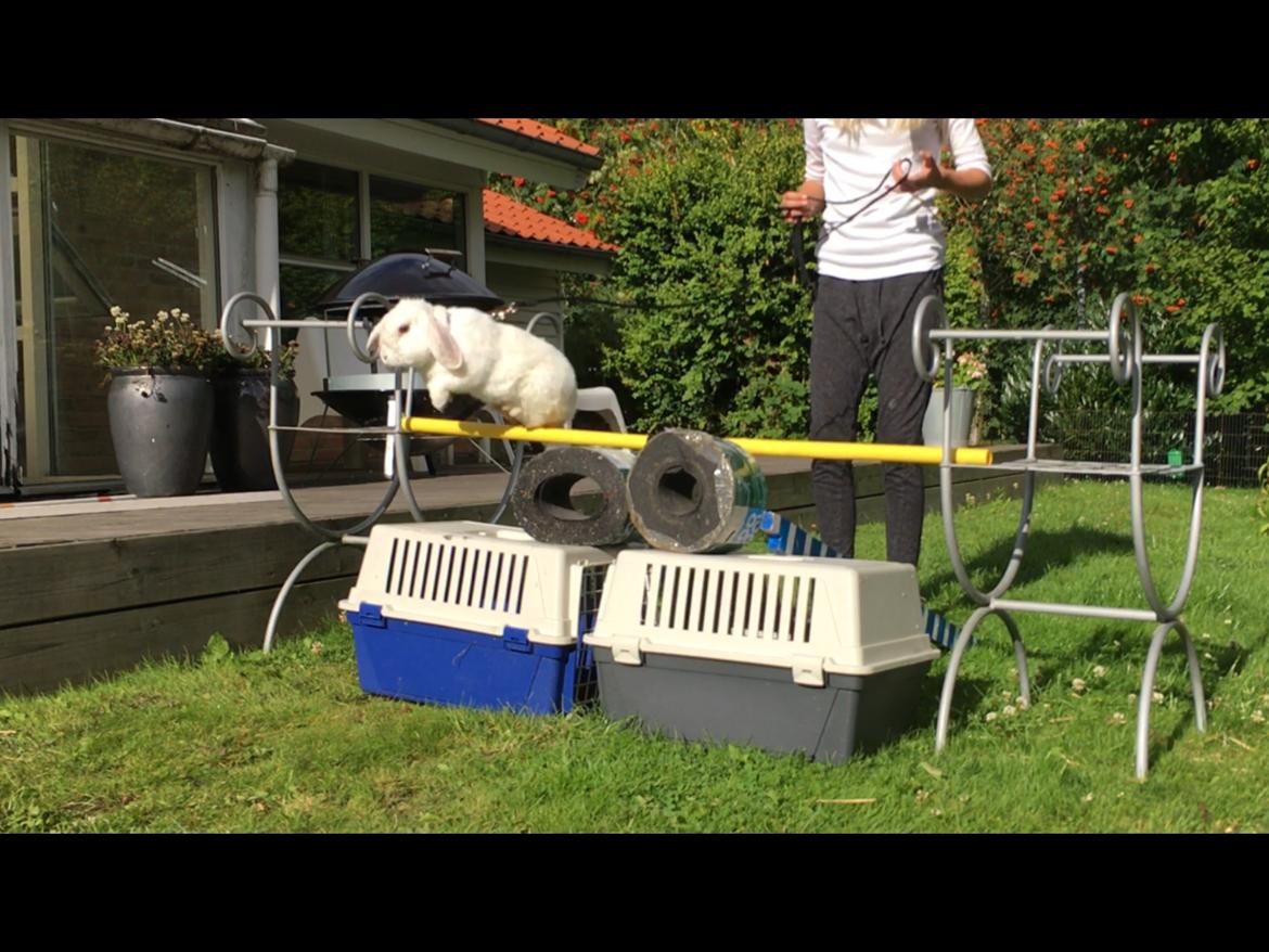 Kanin Thor - Højde spring: 50 cm billede 4