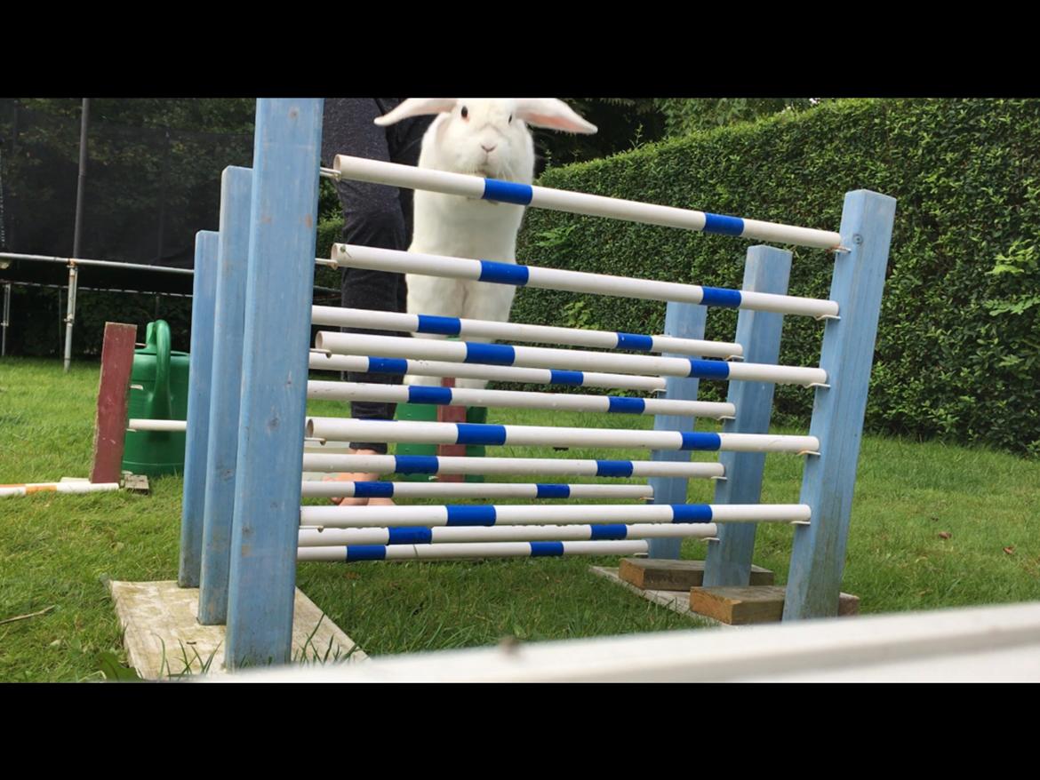 Kanin Thor - Højde spring: 50 cm. billede 6