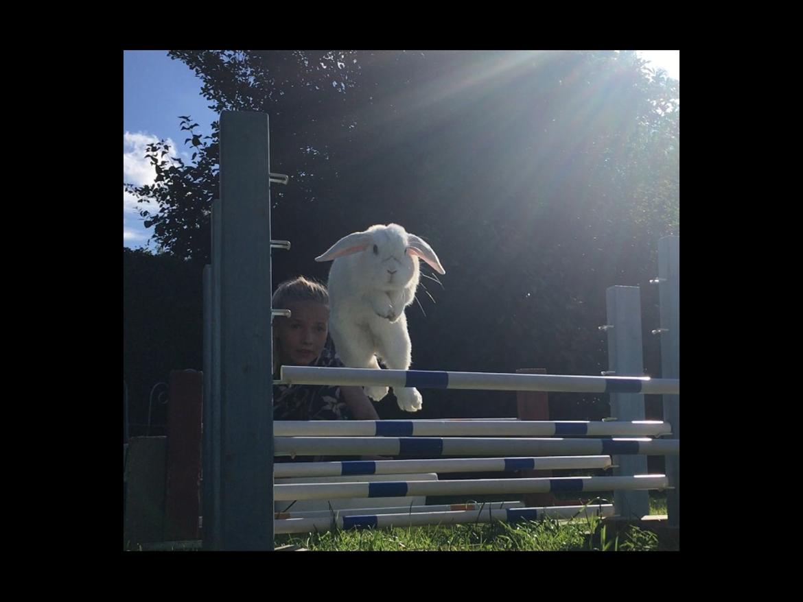 Kanin Thor - Længde spring: 110 cm. billede 7