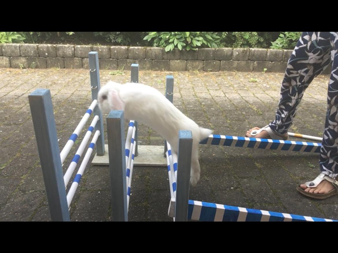 Kanin Thor billede 8