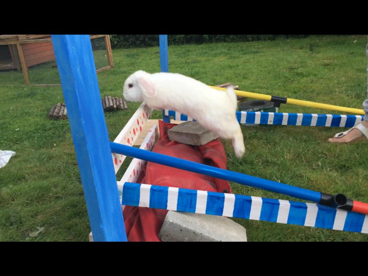 Kanin Thor billede 9