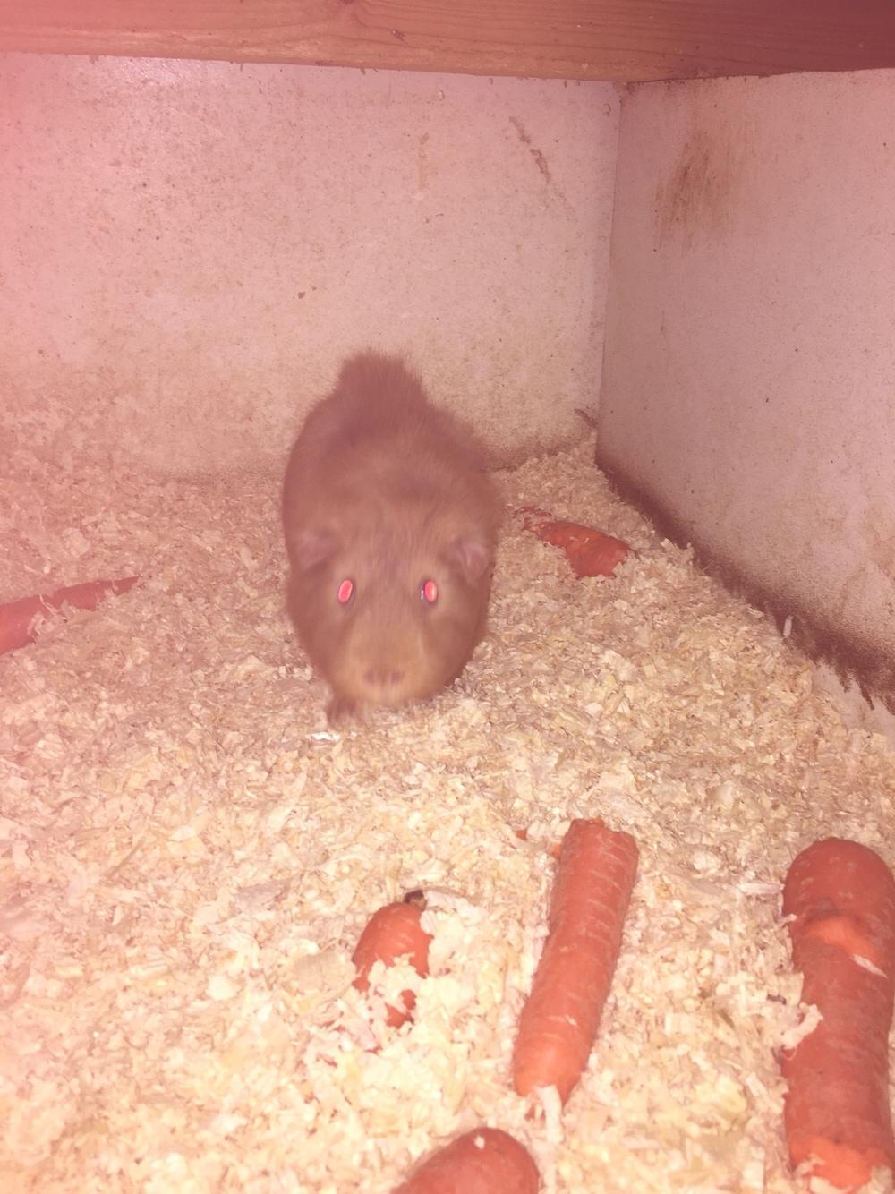 Marsvin Solstråle,s Felix billede 22