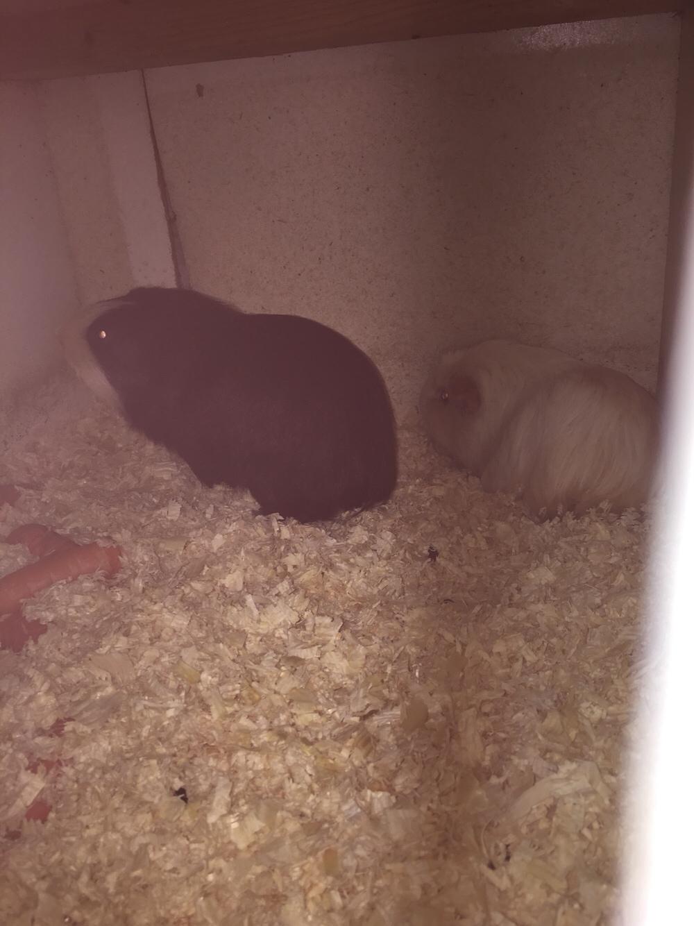 Marsvin Koreskas SHINY KAHLI  billede 14