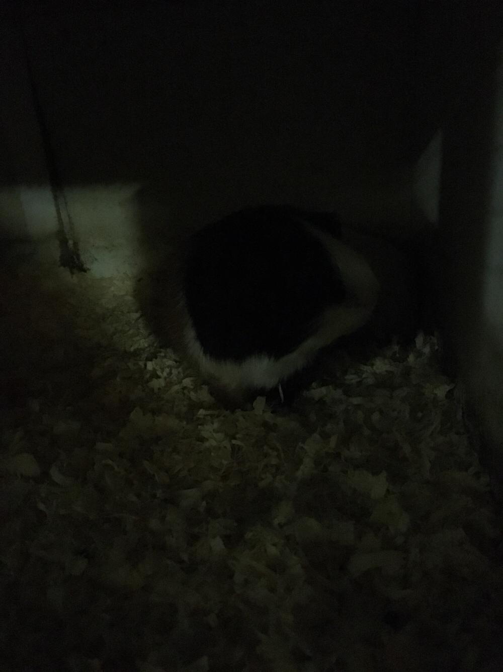 Marsvin Koreskas SHINY KAHLI  billede 13