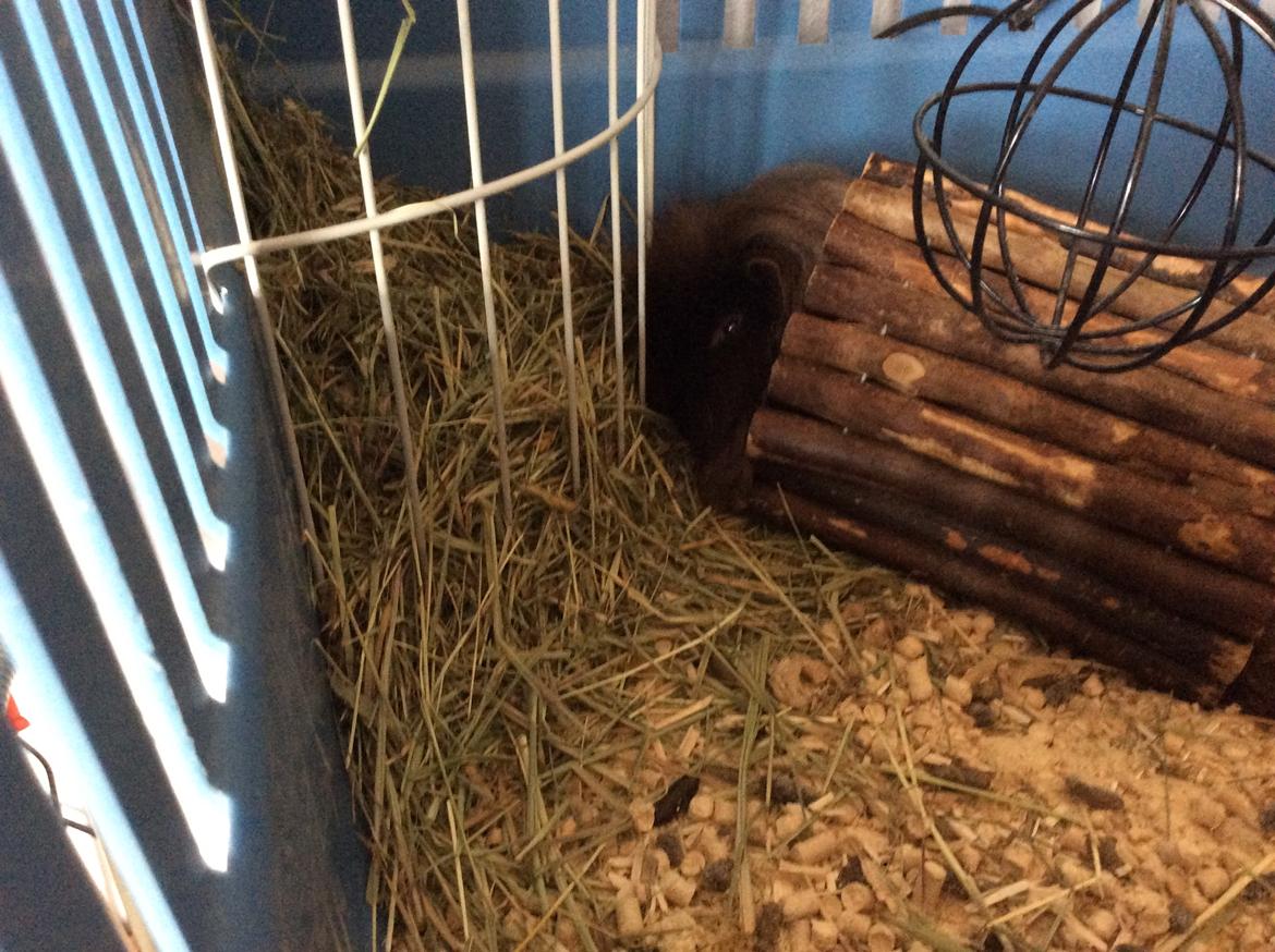 Marsvin Hauge's Quintus aka. Bobby billede 5