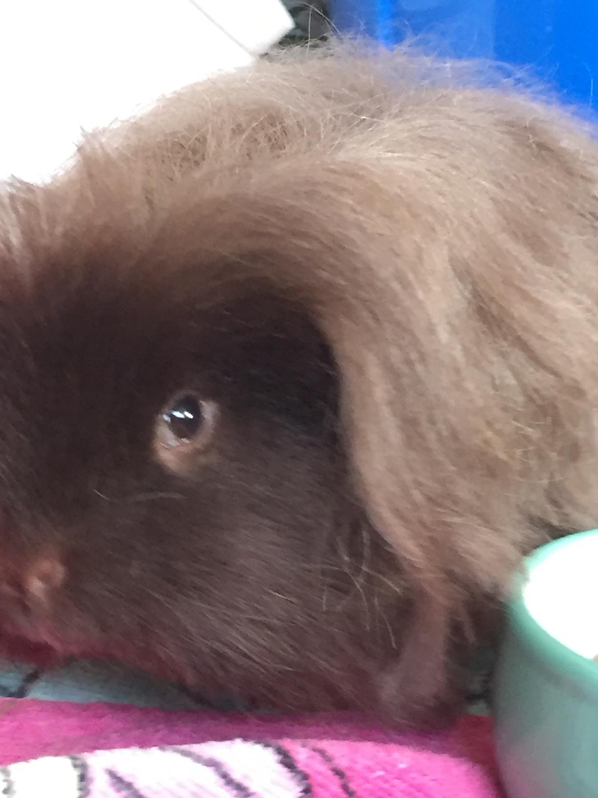 Marsvin Hauge's Quintus aka. Bobby billede 3