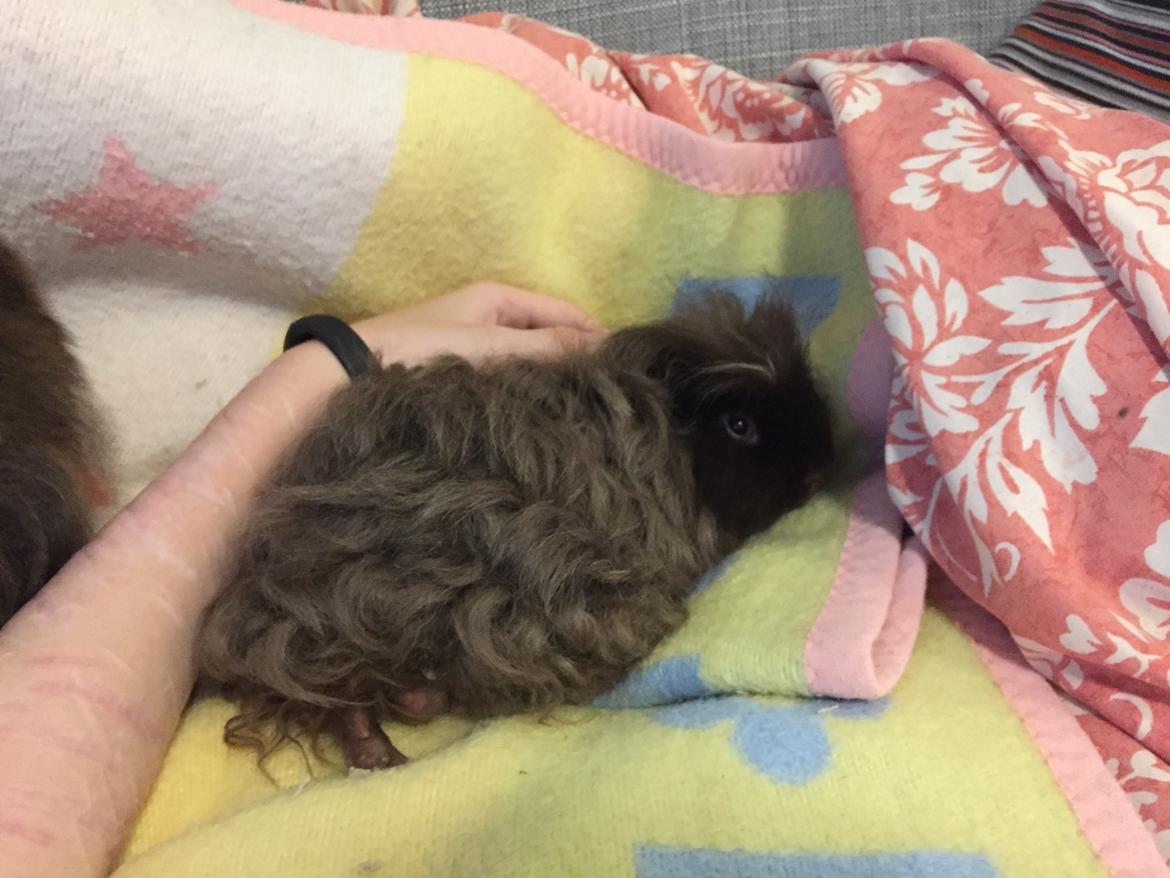 Marsvin Hauge's Quintus aka. Bobby billede 4