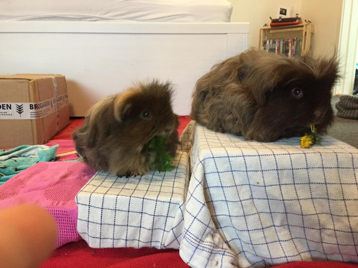 Marsvin Hauge's Quintus aka. Bobby - Den anden herre på billedet er han halvbror, Stump. billede 2