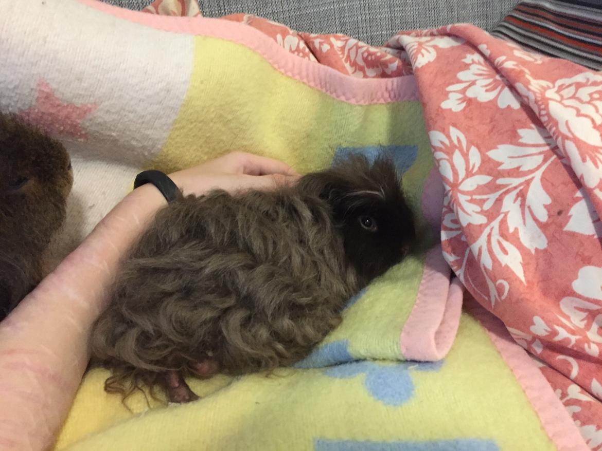 Marsvin Hauge's Quintus aka. Bobby billede 1