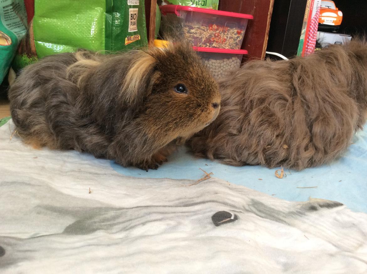 Marsvin Hauge's Solo aka. Stump billede 5