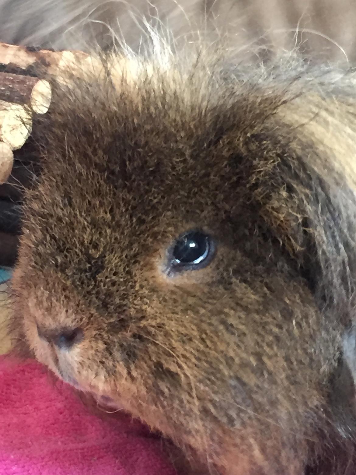 Marsvin Hauge's Solo aka. Stump billede 2