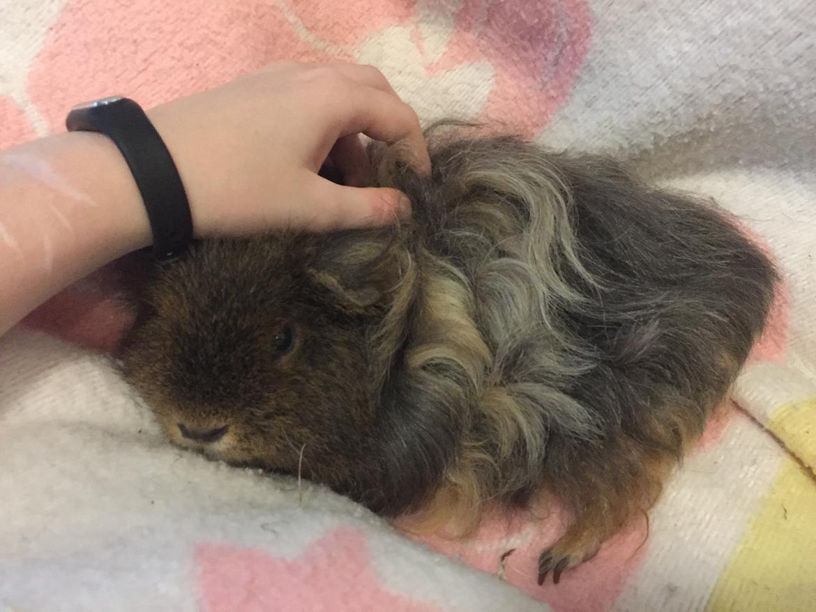 Marsvin Hauge's Solo aka. Stump billede 4