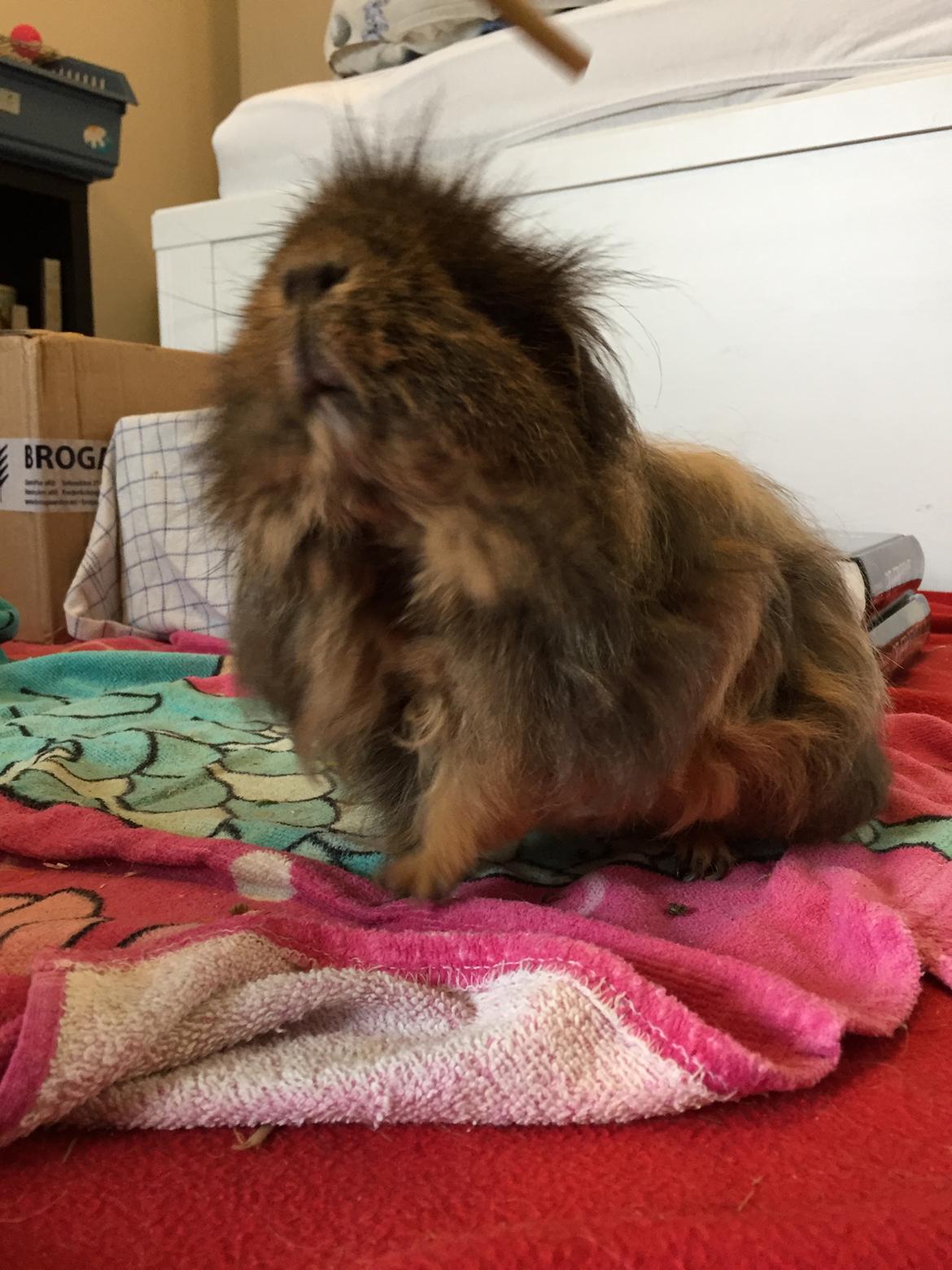 Marsvin Hauge's Solo aka. Stump billede 3