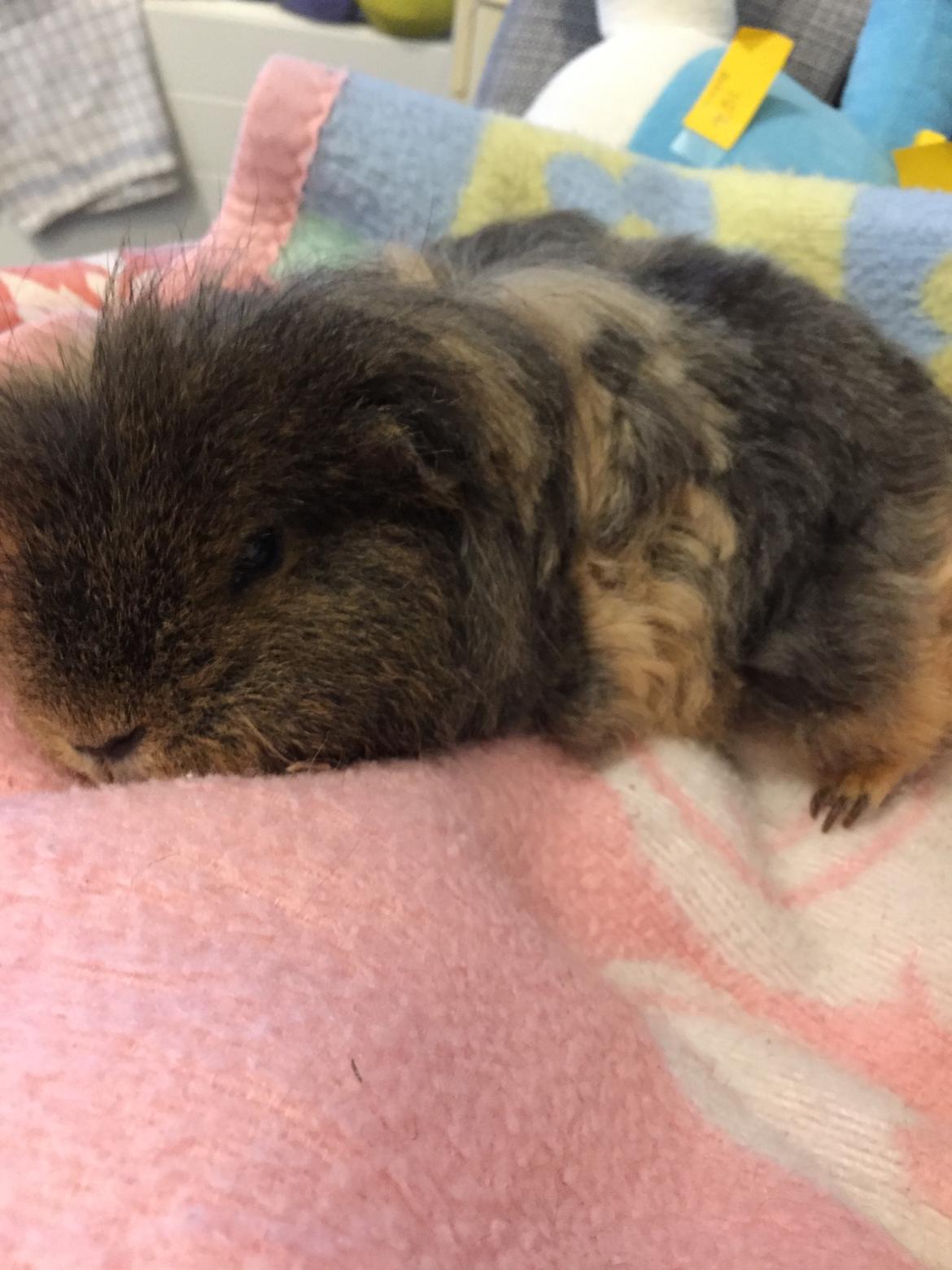 Marsvin Hauge's Solo aka. Stump billede 1