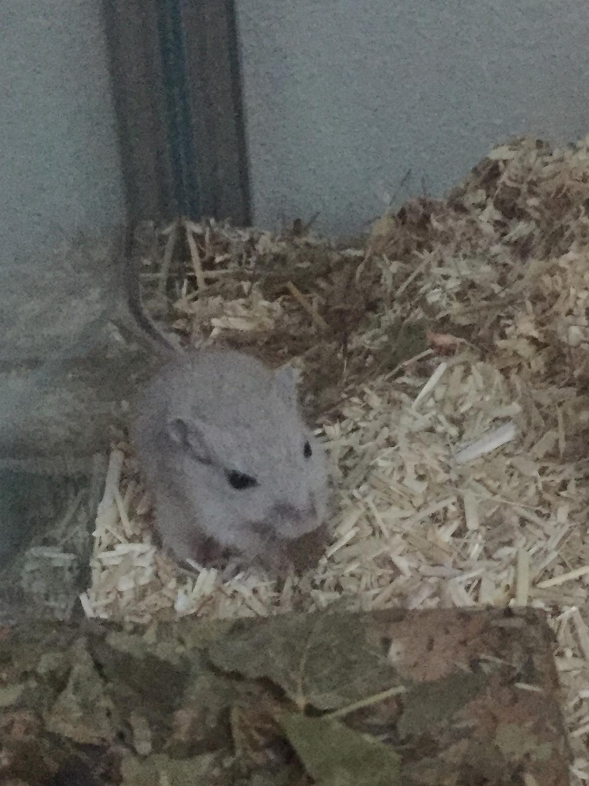 Ørkenrotte Pjuske billede 3