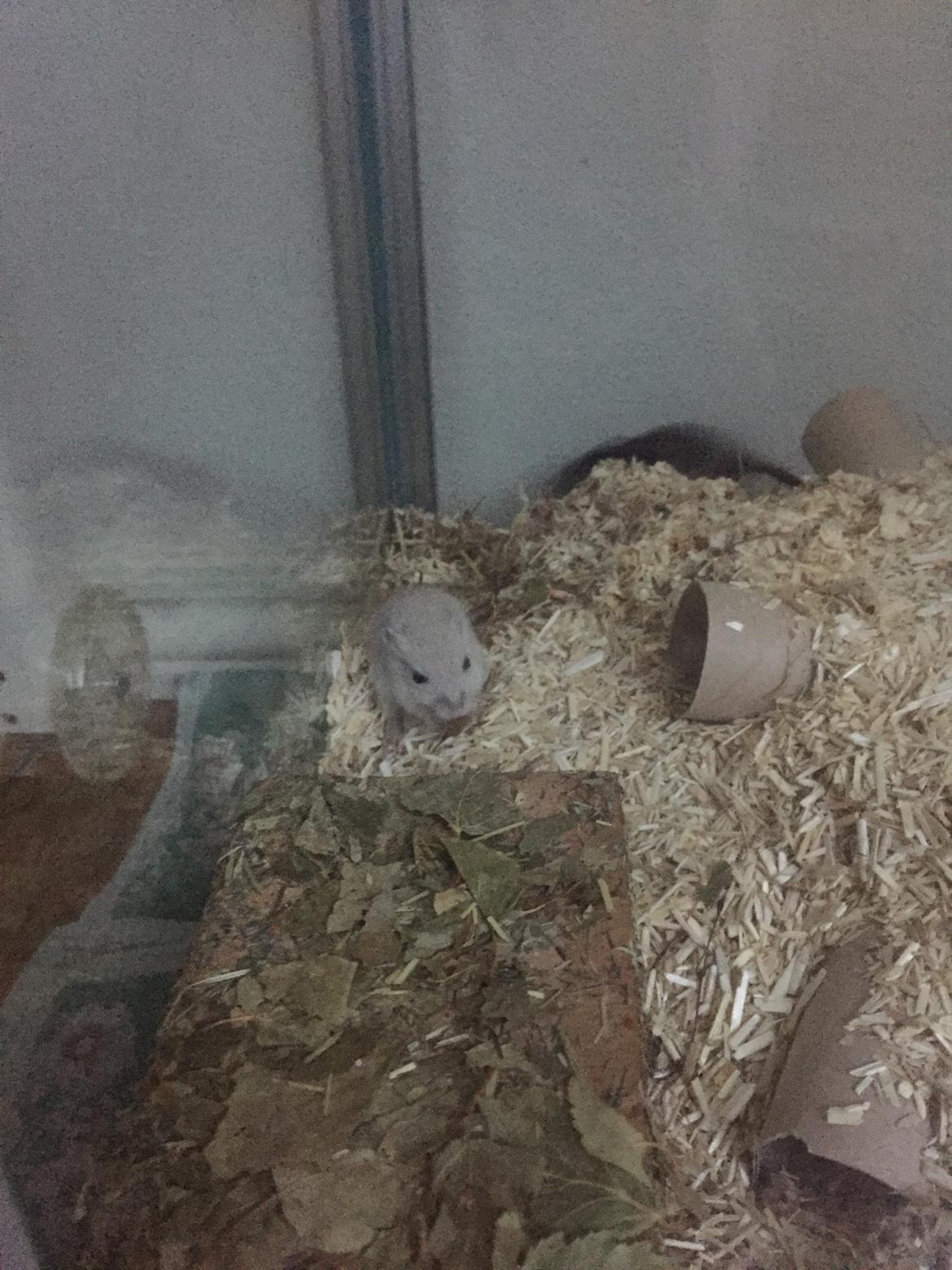 Ørkenrotte Pjuske billede 2