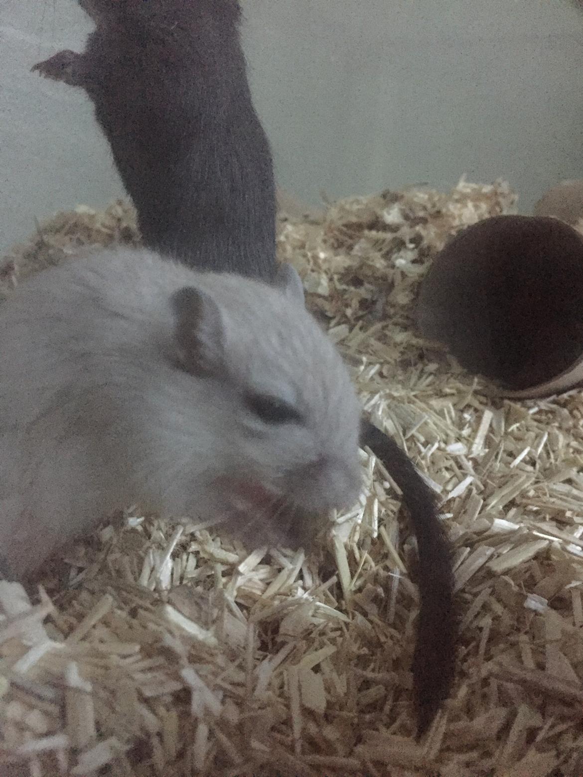 Ørkenrotte Pjuske billede 4