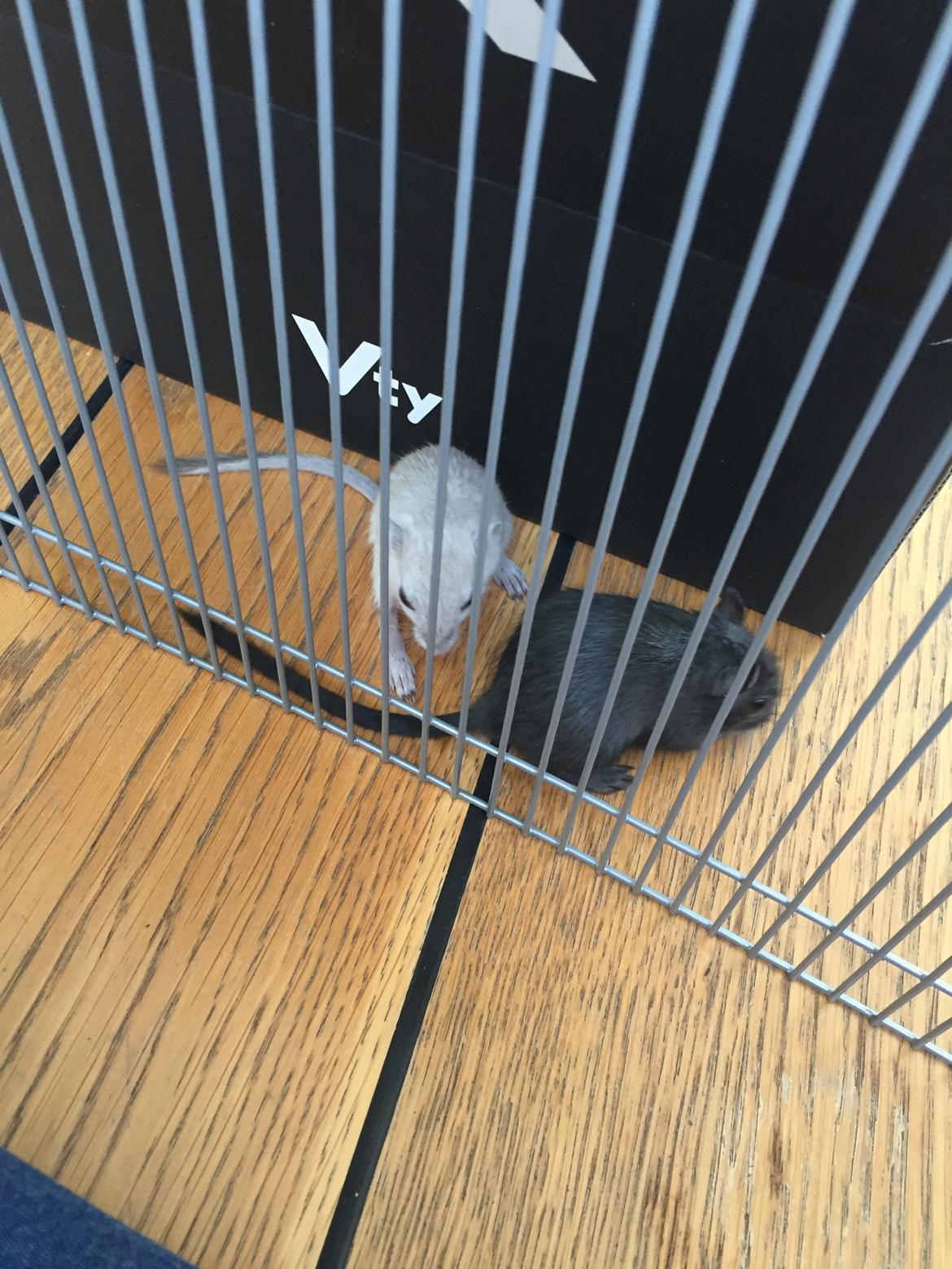 Ørkenrotte Pjuske billede 7