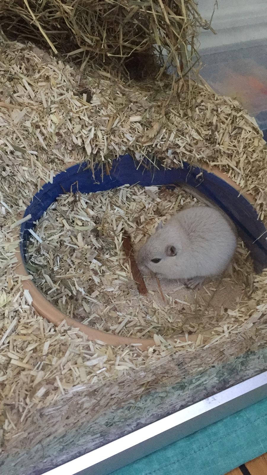 Ørkenrotte Pjuske billede 8