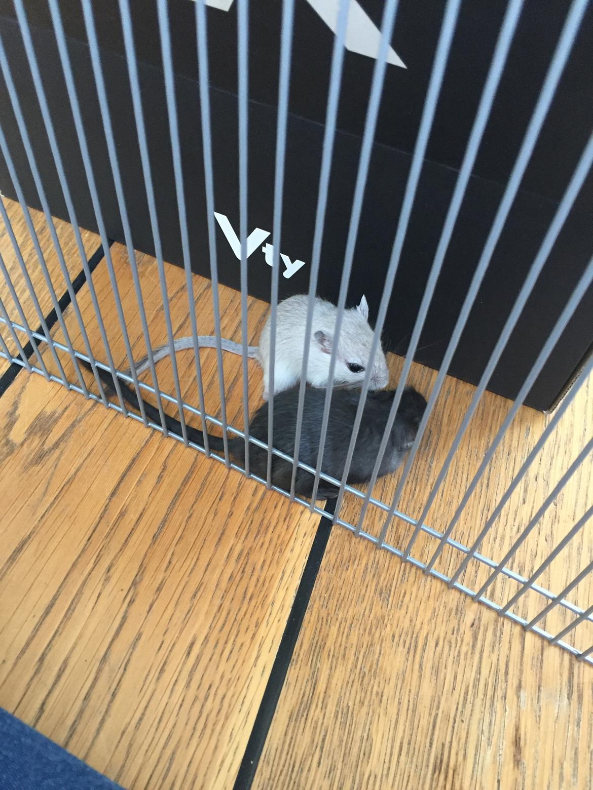 Ørkenrotte Pjuske billede 6