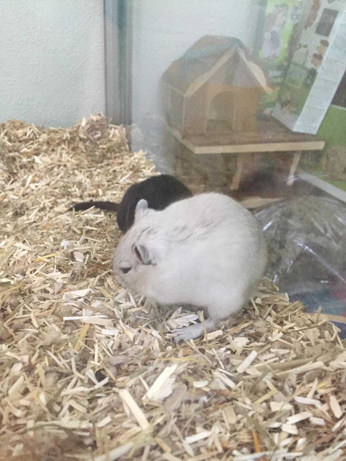 Ørkenrotte Pjuske billede 11