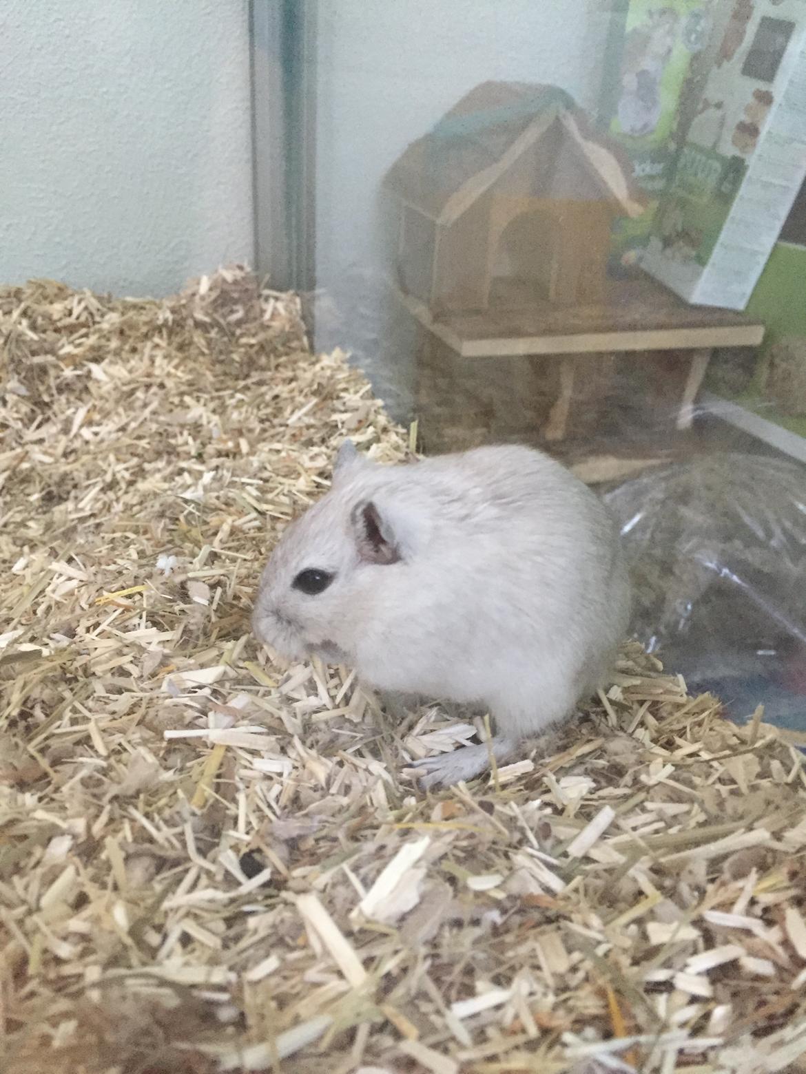 Ørkenrotte Pjuske billede 10