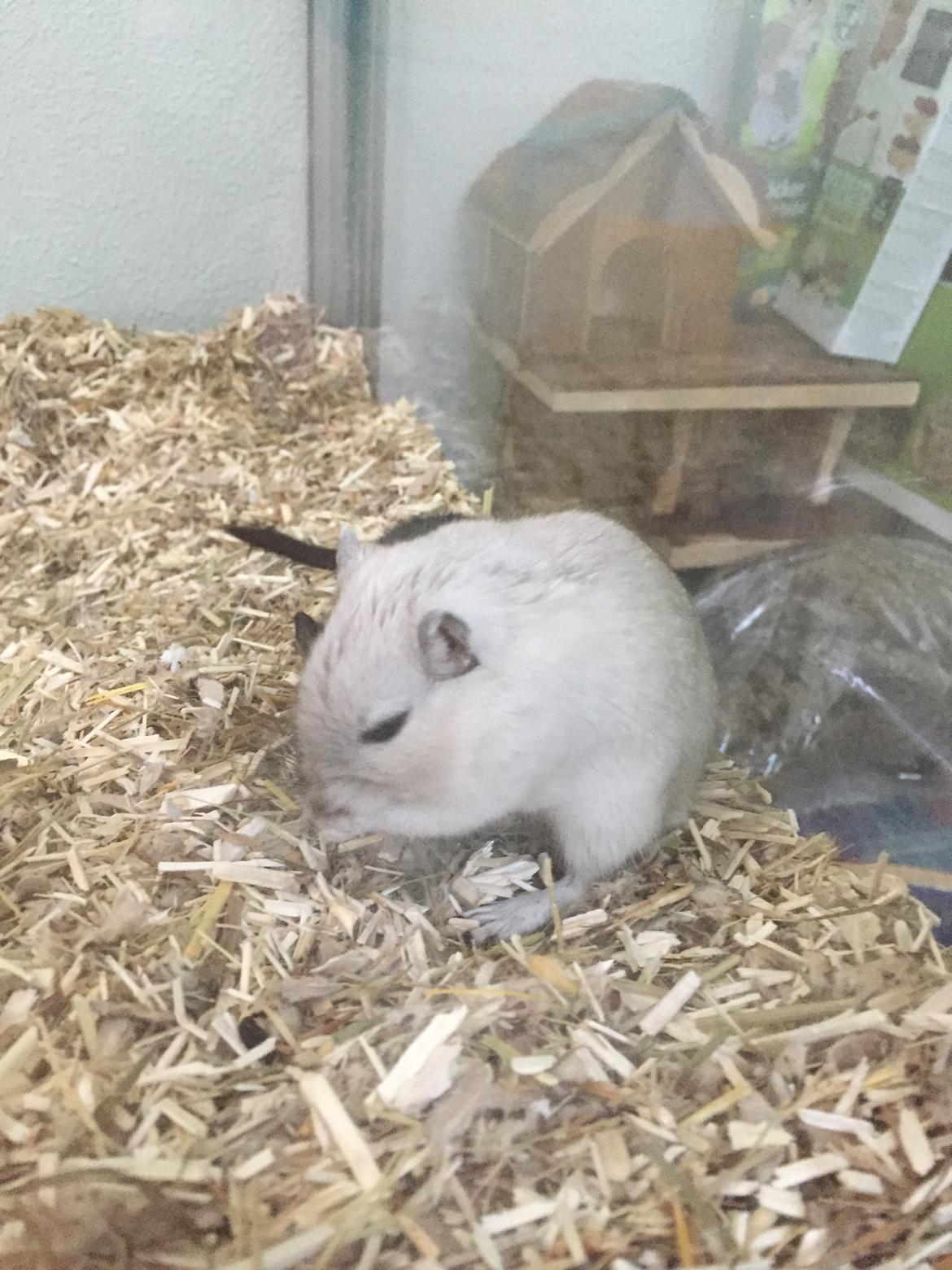 Ørkenrotte Pjuske billede 12