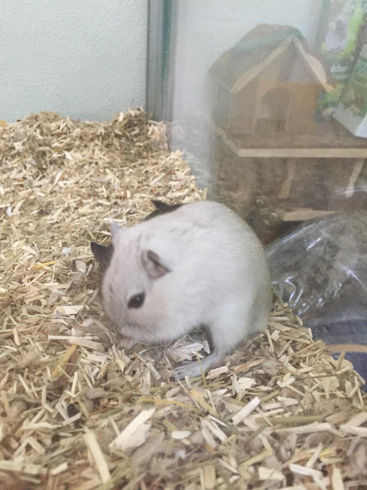 Ørkenrotte Pjuske billede 14