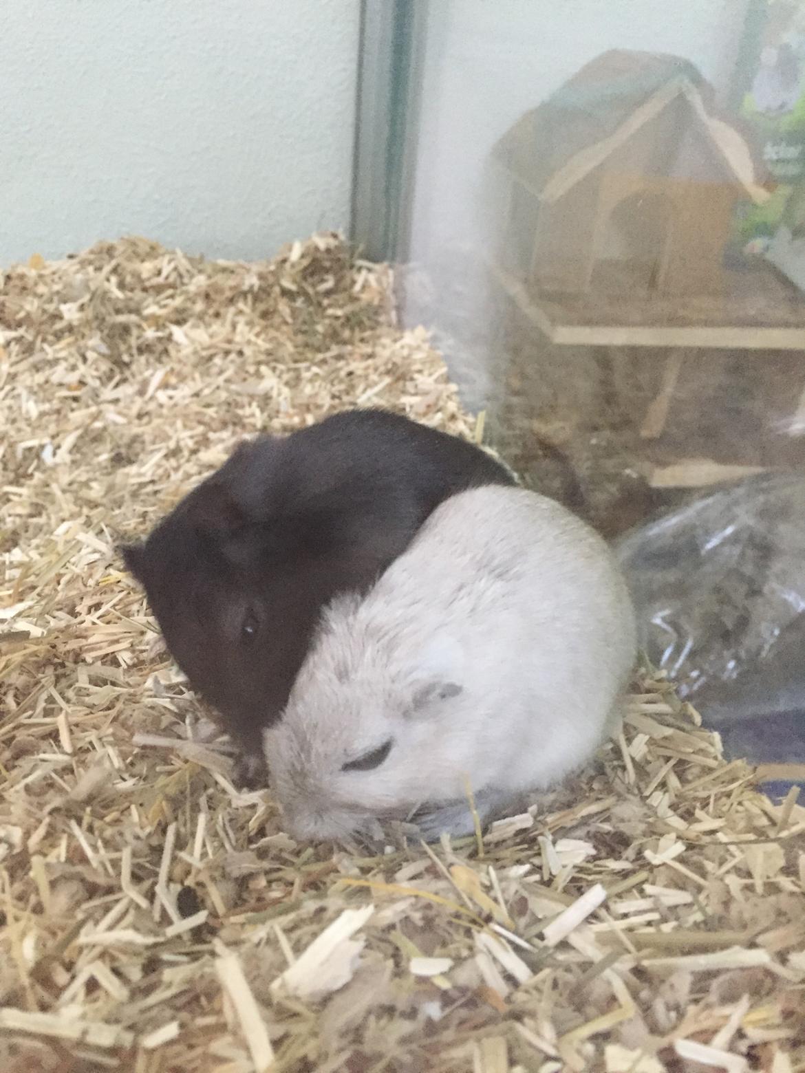 Ørkenrotte Pjuske billede 16