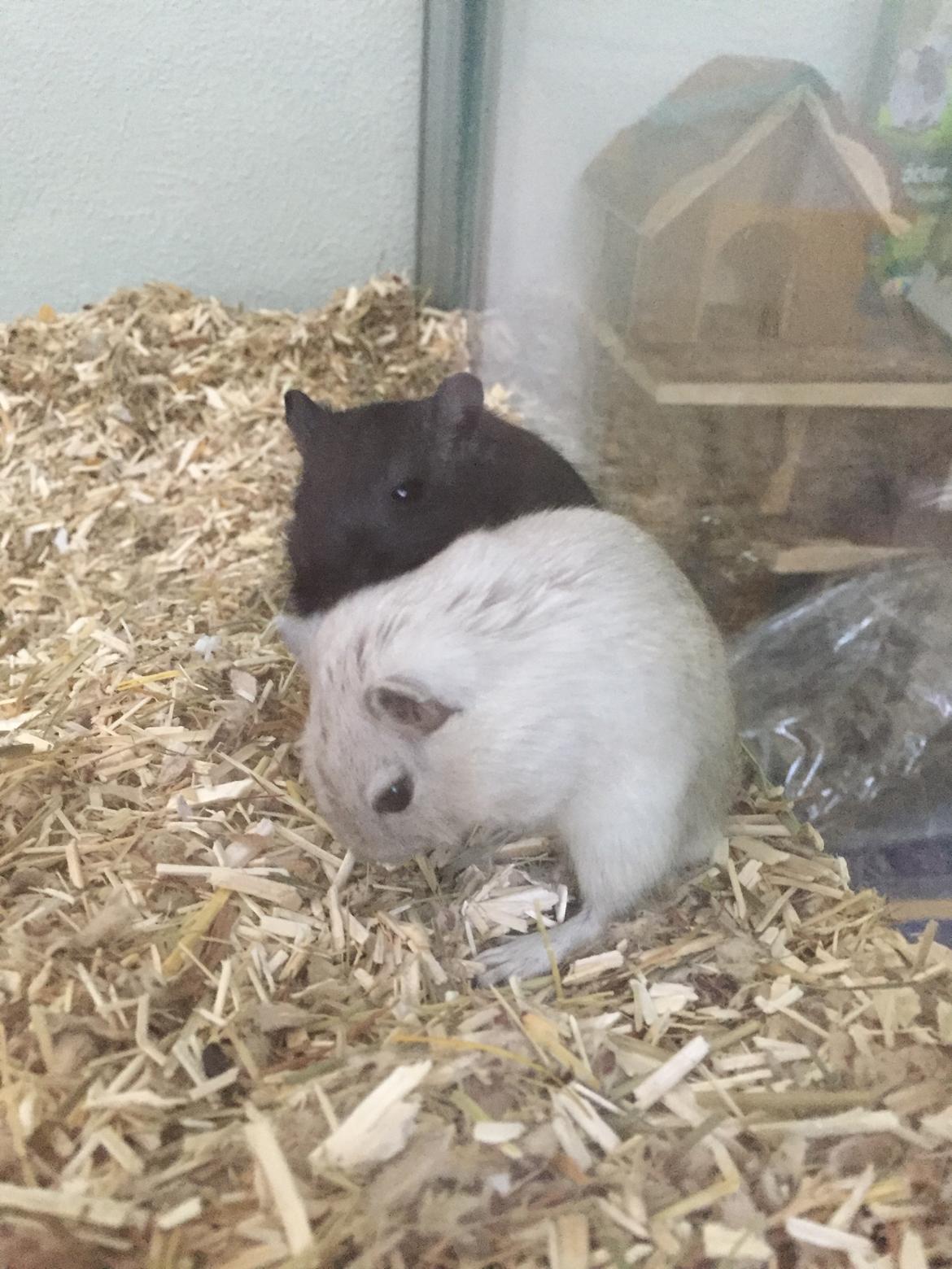 Ørkenrotte Pjuske billede 15