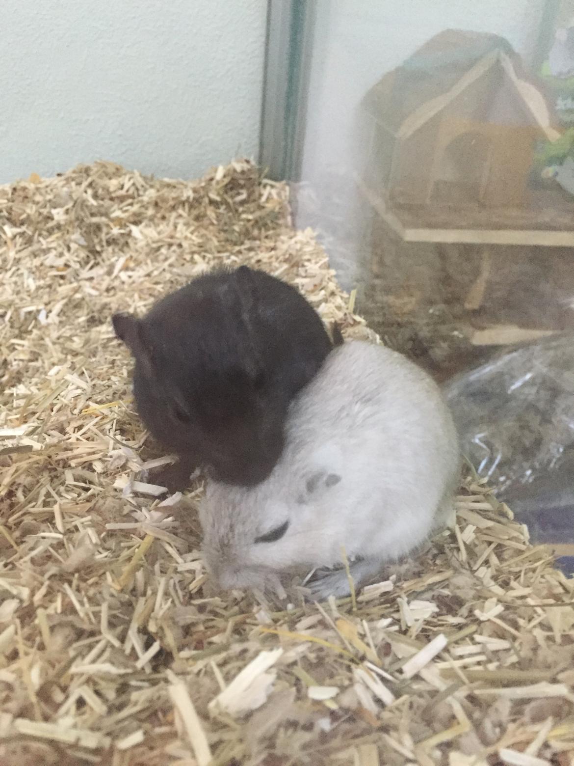 Ørkenrotte Pjuske billede 17