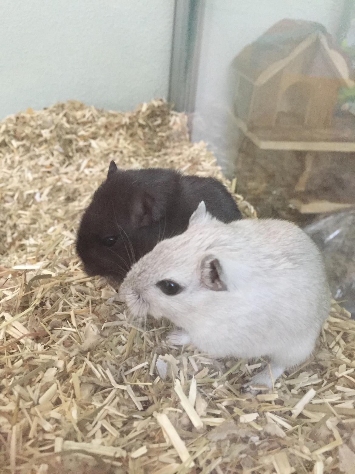 Ørkenrotte Pjuske billede 20