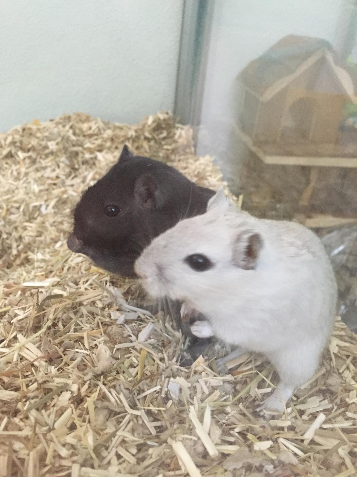 Ørkenrotte Pjuske billede 21