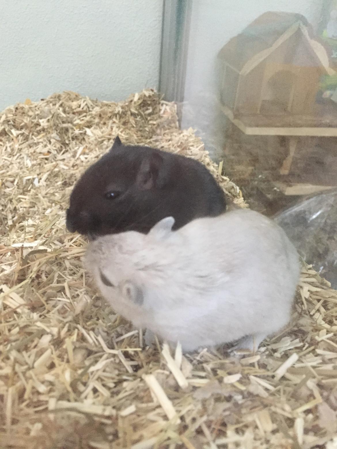 Ørkenrotte Pjuske billede 18