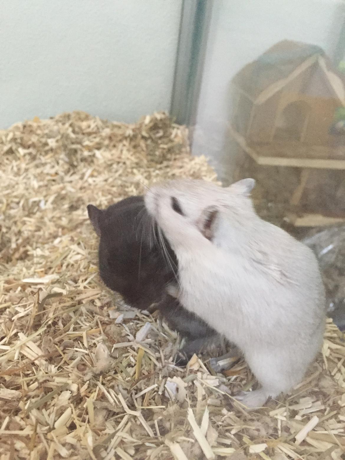 Ørkenrotte Pjuske billede 24