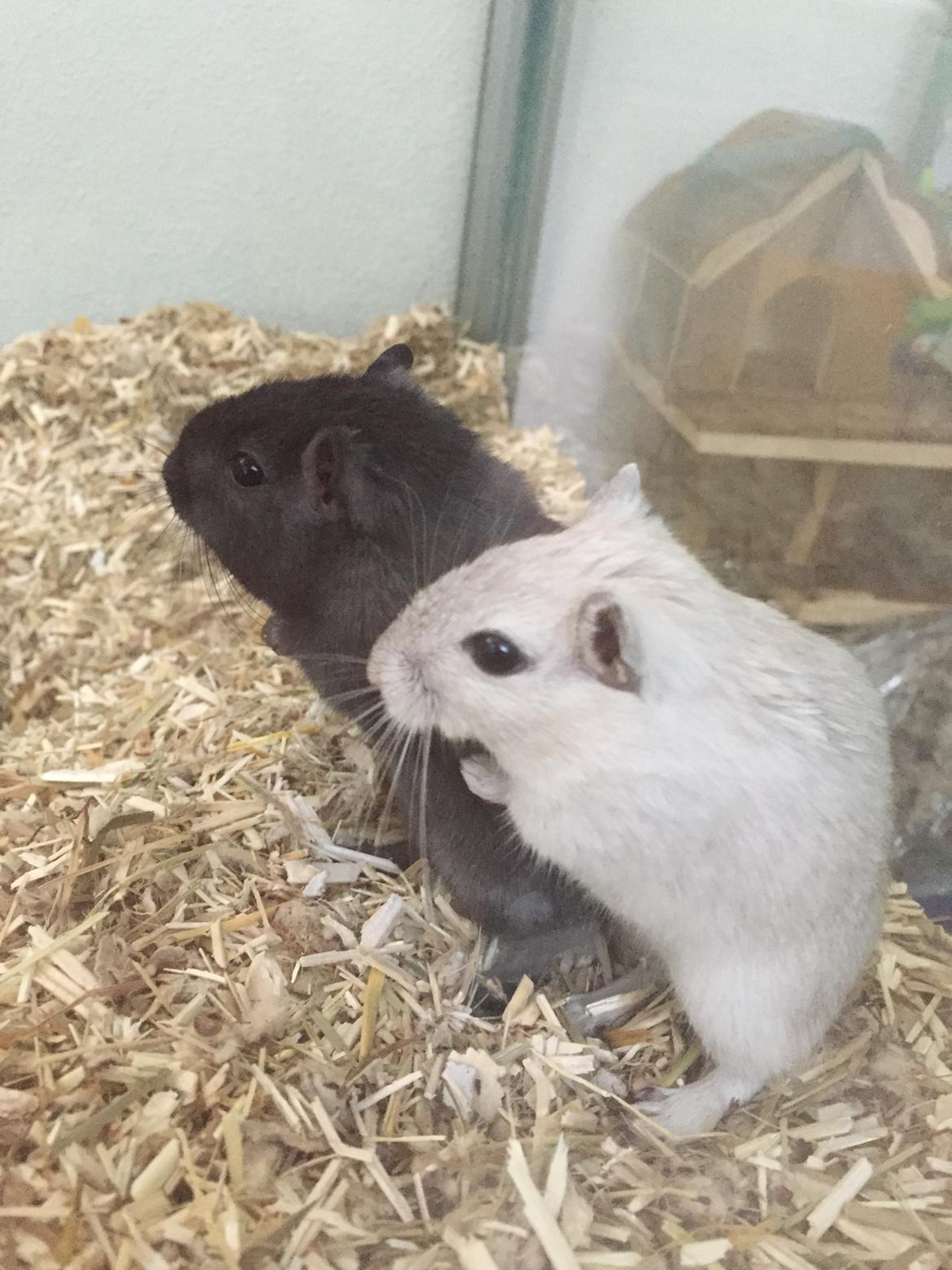 Ørkenrotte Pjuske billede 25