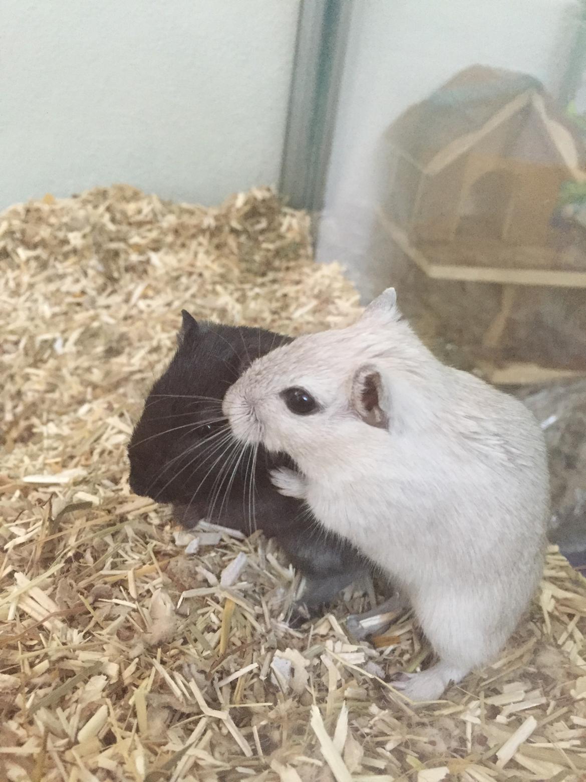 Ørkenrotte Pjuske billede 26