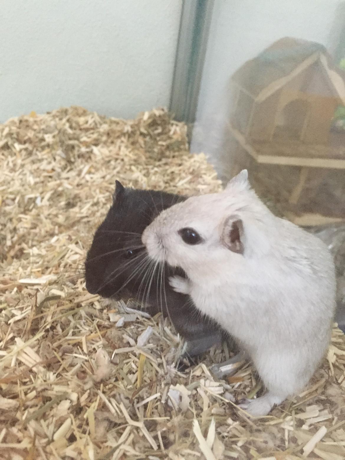 Ørkenrotte Pjuske billede 27