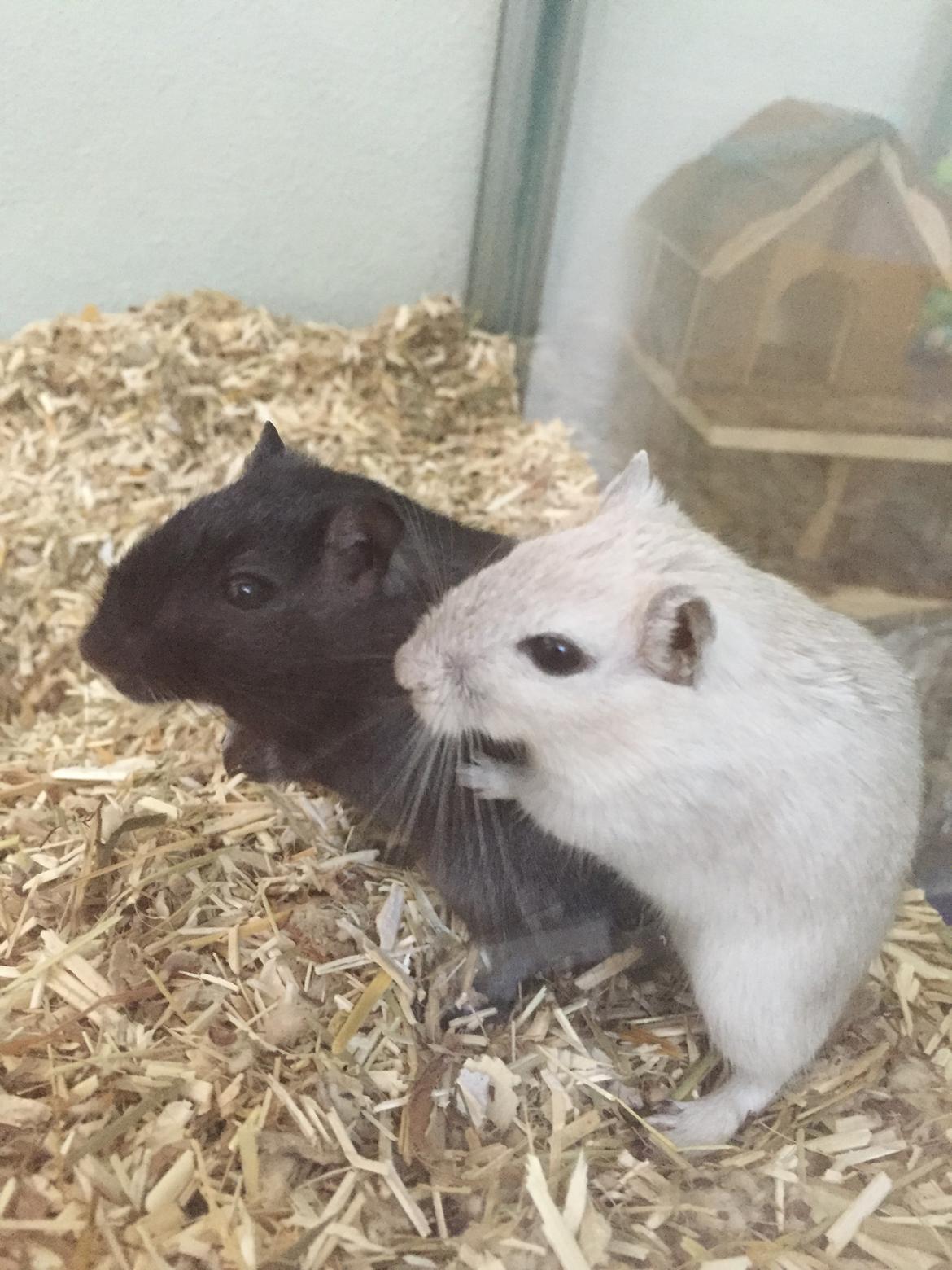 Ørkenrotte Pjuske billede 28