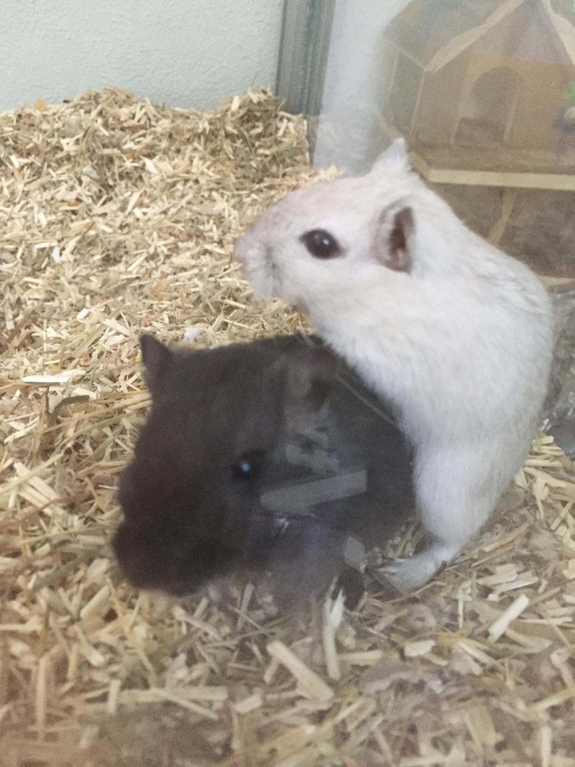 Ørkenrotte Pjuske billede 29