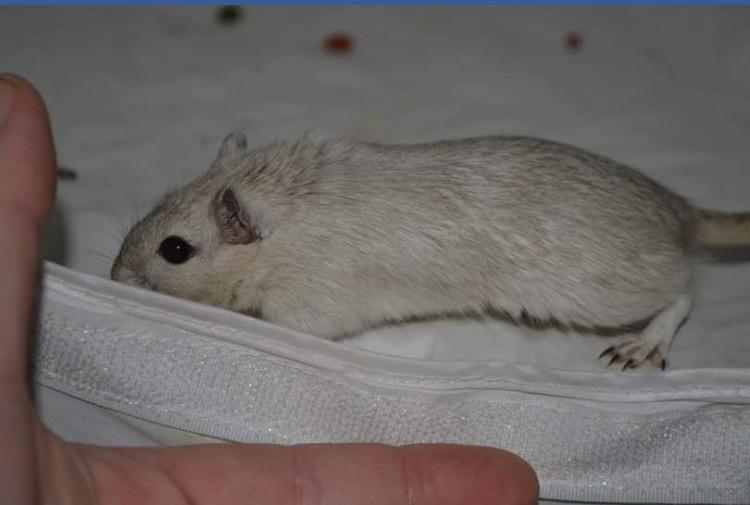 Ørkenrotte Pjuske billede 30