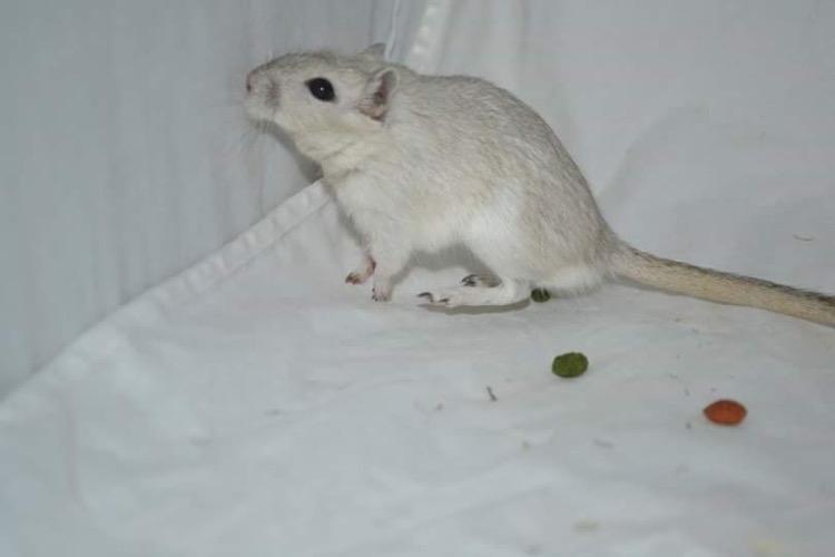 Ørkenrotte Pjuske billede 31