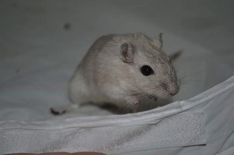 Ørkenrotte Pjuske billede 1