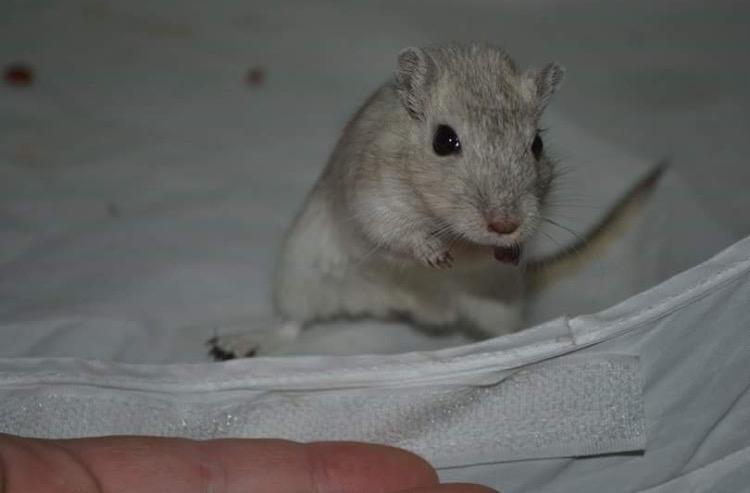 Ørkenrotte Pjuske billede 32